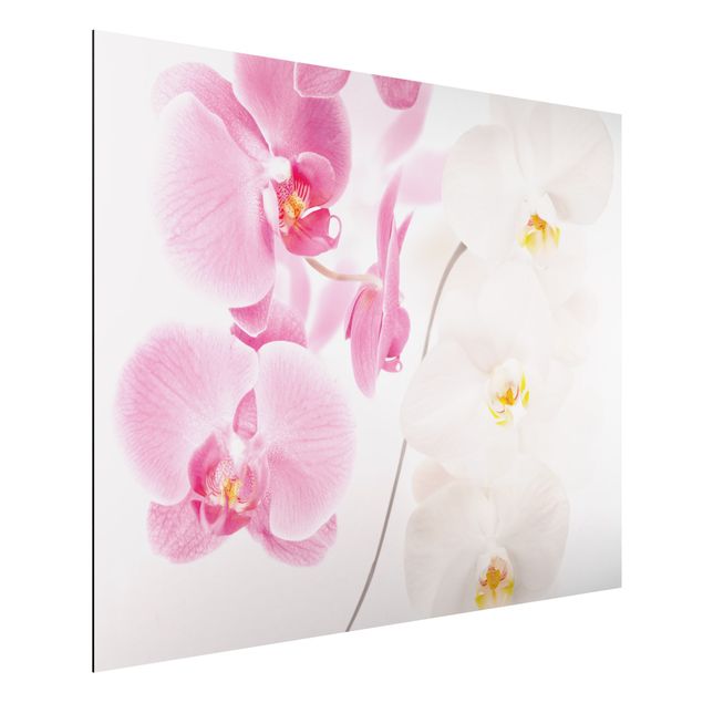 Tavlor orkidéer Delicate Orchids