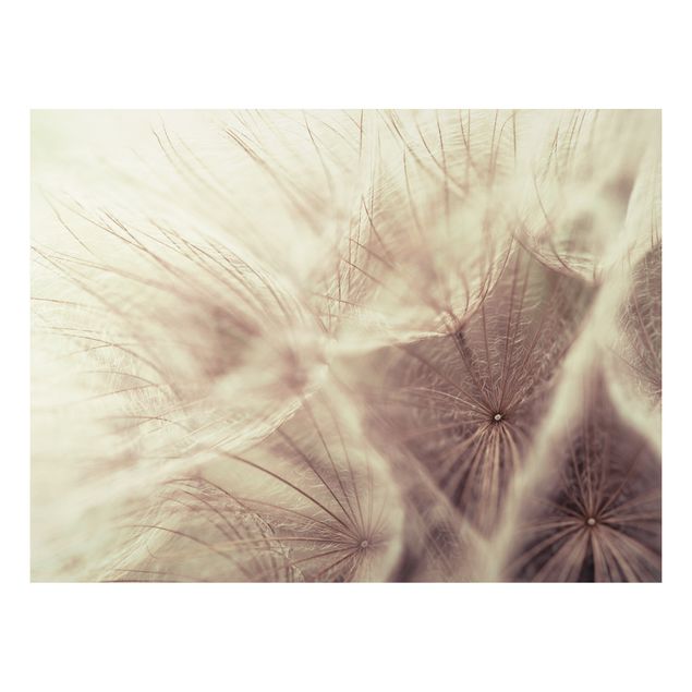 Tavlor modernt Detailed Dandelion Macro Shot With Vintage Blur Effect