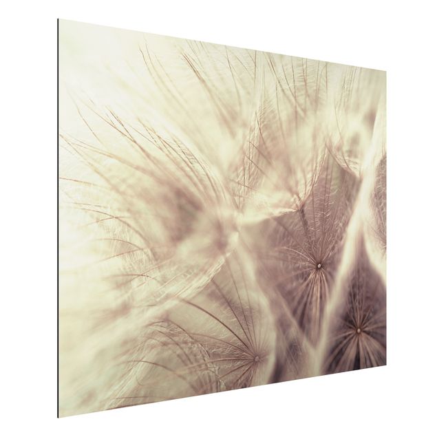 Aluminium Dibond tavlor Detailed Dandelion Macro Shot With Vintage Blur Effect