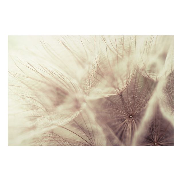 Tavlor blommor Detailed Dandelion Macro Shot With Vintage Blur Effect