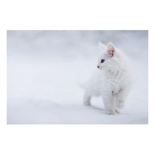 Tavlor katter White as Snow