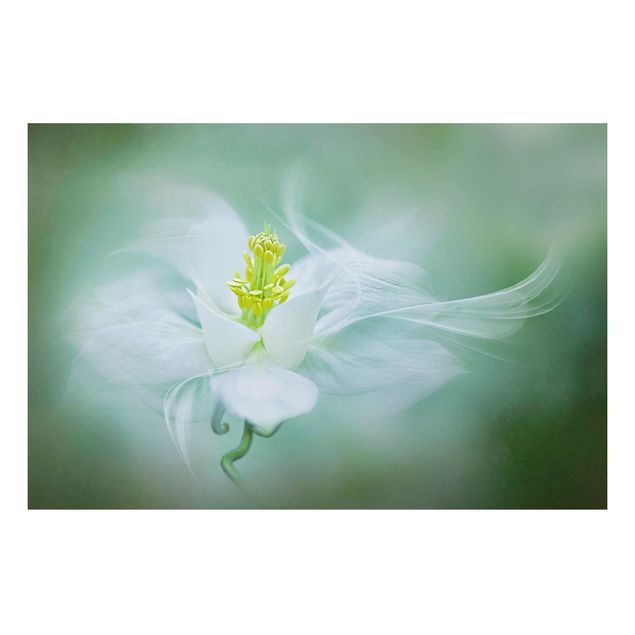 Tavlor blommor White Aquilegia