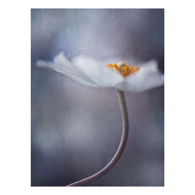 Tavlor blommor White Windflower