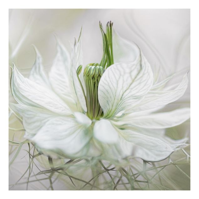 Tavlor blommor White Nigella