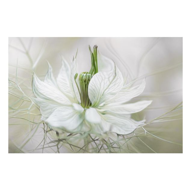 Tavlor blommor White Nigella