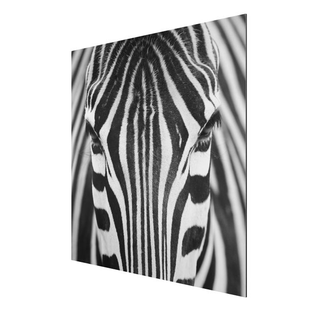 Tavlor Afrika Zebra Look