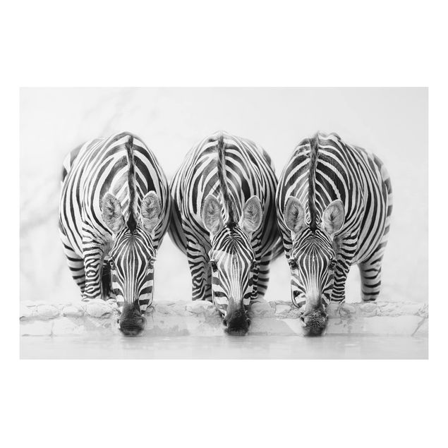 Kök dekoration Zebra Trio In Black And White