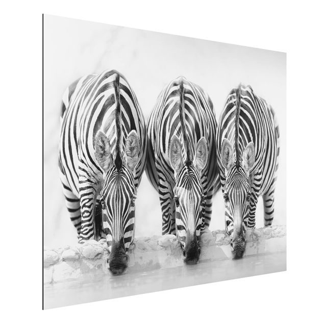 Tavlor zebror Zebra Trio In Black And White