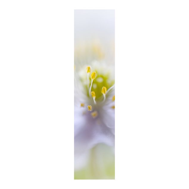 Panelgardiner blommor  Anemone Beauty