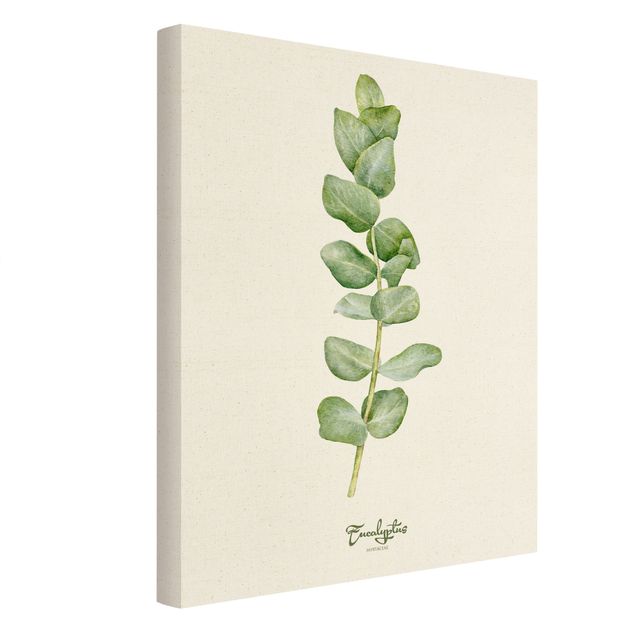 Canvastavlor Watercolour Botany Eucalyptus