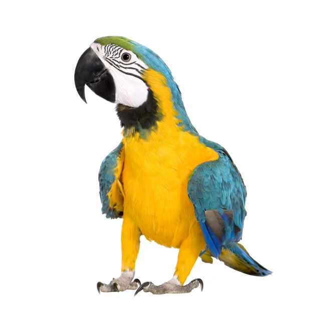 Fönsterdekaler djur Macaw