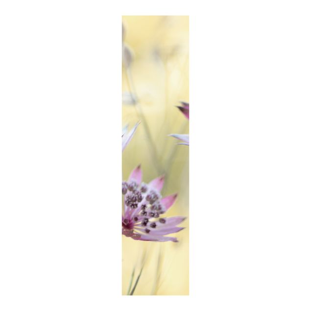 Panelgardiner blommor  Astrantia Major