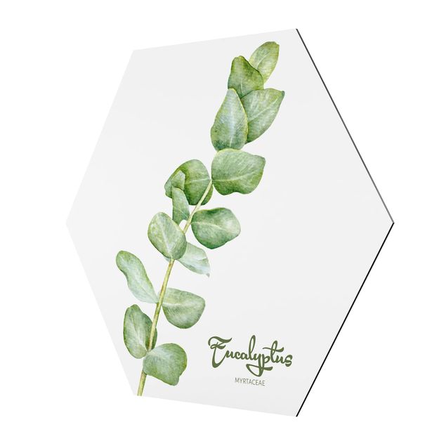 Hexagonala tavlor Watercolour Botany Eucalyptus
