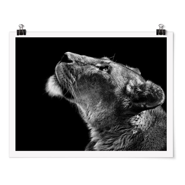 Posters djur Portrait Of A Lioness