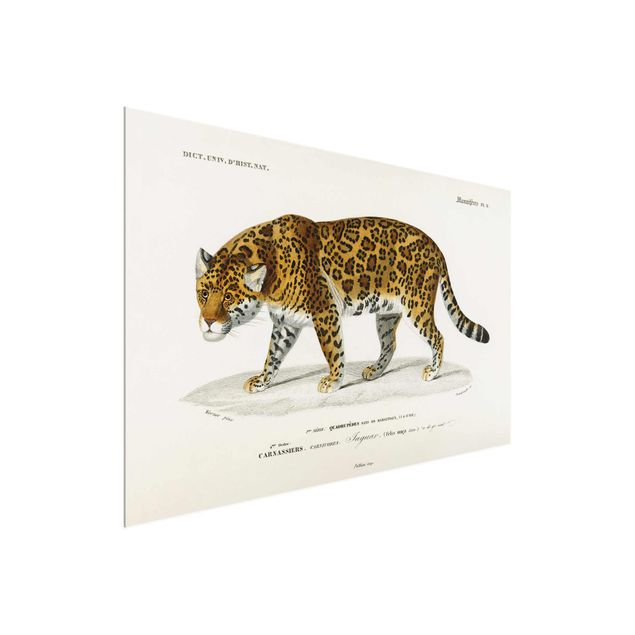 Glastavlor djur Vintage Board Jaguar