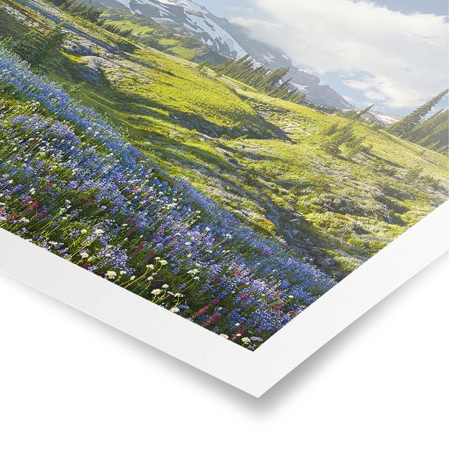 Posters blommor  Mountain Meadow With Blue Flowers in Front of Mt. Rainier