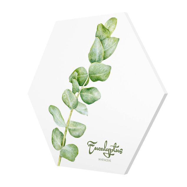 Hexagonala tavlor Watercolour Botany Eucalyptus