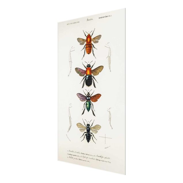 Tavlor Vintage Board Insects