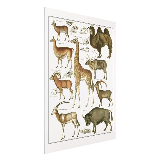 Kök dekoration Vintage Board Giraffe, Camel And IIama