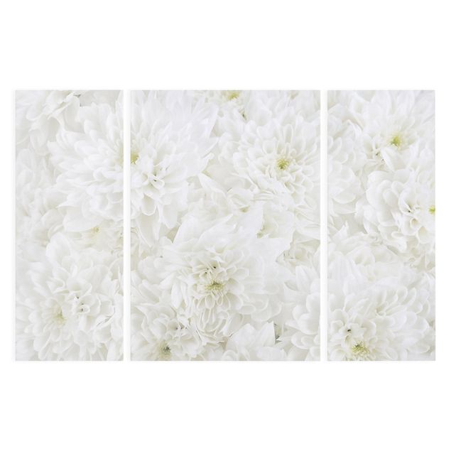 Tavlor Dahlias Sea Of Flowers White