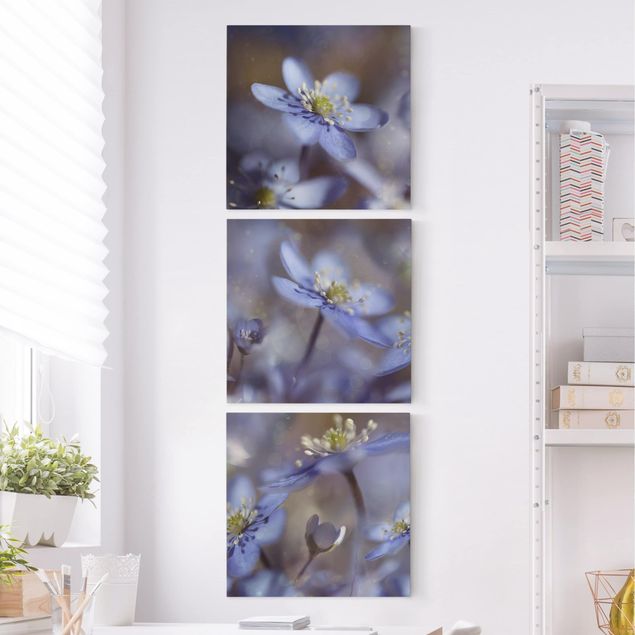 Canvastavlor blommor  Anemone In Blue