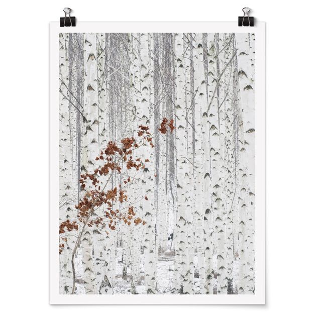 Posters svart och vitt Birch Trees In Autumn