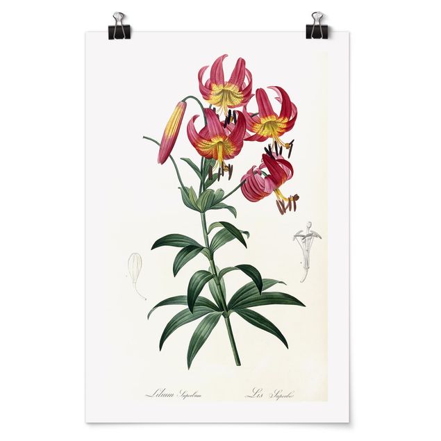 Posters blommor  Pierre Joseph Redoute - Lilium Superbum