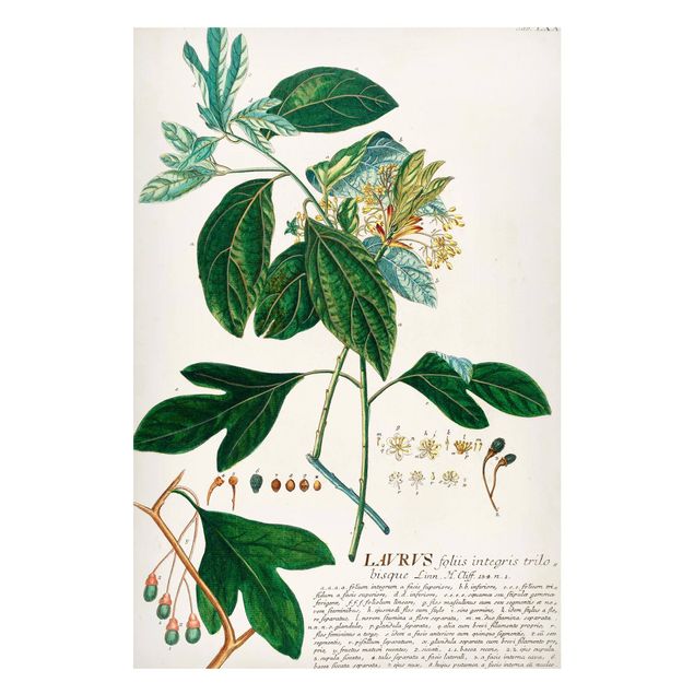 Magnettavla blommor  Vintage Botanical Illustration Laurel
