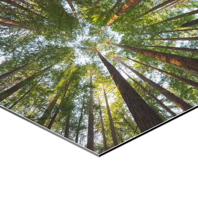 Tavlor Rainer Mirau Sequoia Tree Tops