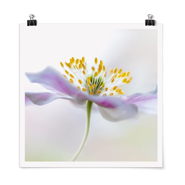 Tavlor blommor Windflower In White