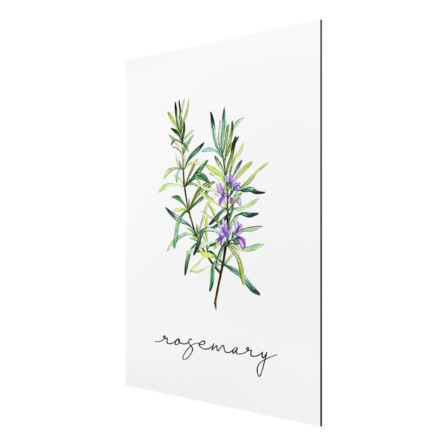 Tavlor blommor Herbs Illustration Rosemary