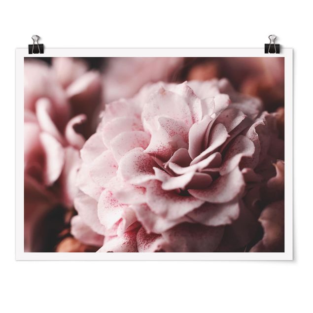 Tavlor blommor  Shabby Light Pink Rose Pastel