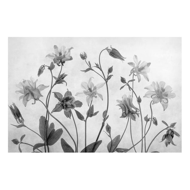 Magnettavla blommor  Forest Aquilegia Black And White