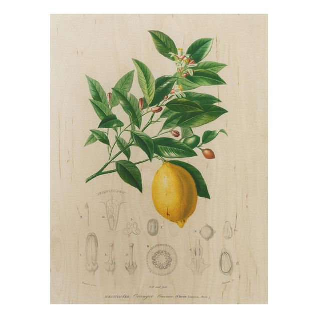 Trätavlor blommor  Botany Vintage Illustration Of Lemon