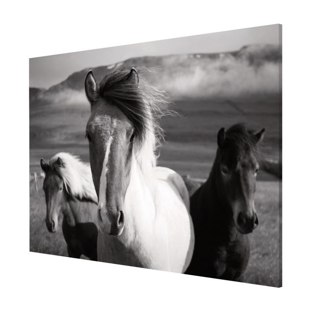 Magnettavla djur Wild Horses Black And White
