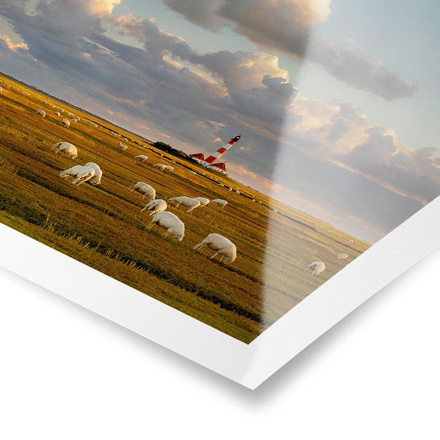 Posters djur North Sea Lighthouse With Flock Of Sheep