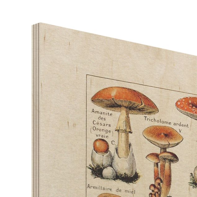 Trätavlor Vintage Board Mushrooms