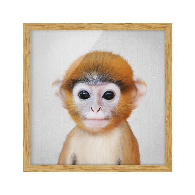 Tavlor med ram djur Baby Monkey Anton