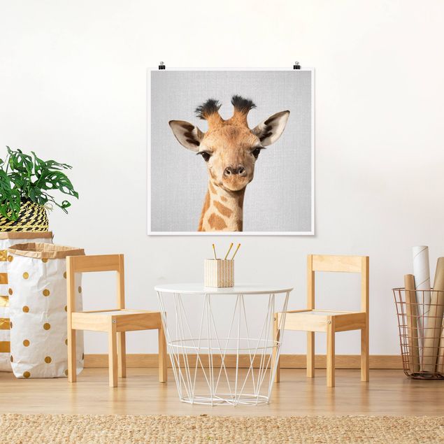 Posters svart och vitt Baby Giraffe Gandalf