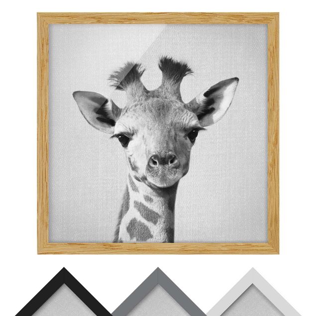 Tavlor svart och vitt Baby Giraffe Gandalf Black And White