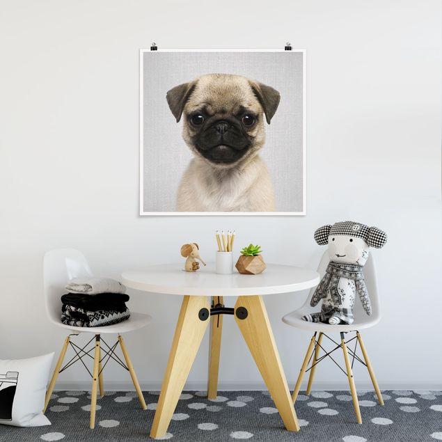 Posters svart och vitt Baby Pug Moritz