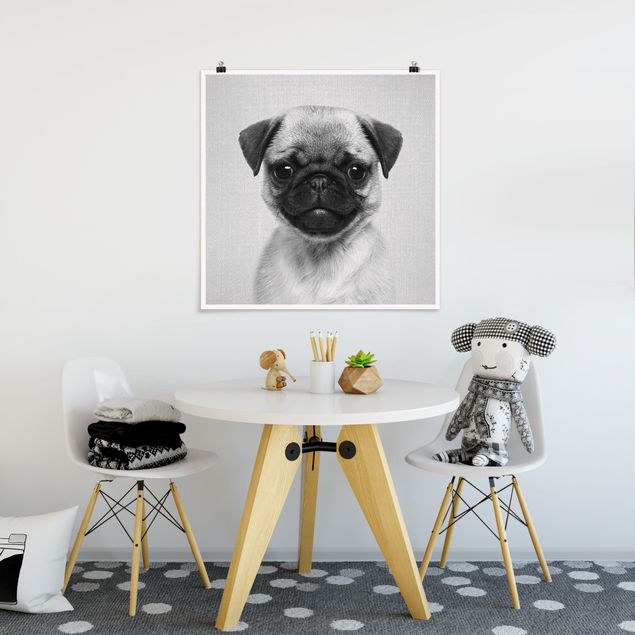 Posters svart och vitt Baby Pug Moritz Black And White