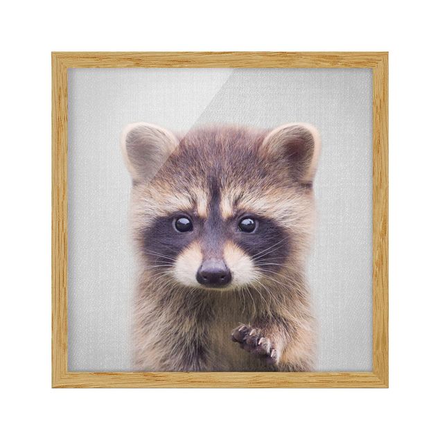 Tavlor med ram djur Baby Raccoon Wicky