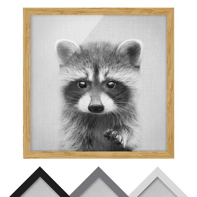 Tavlor svart och vitt Baby Raccoon Wicky Black And White
