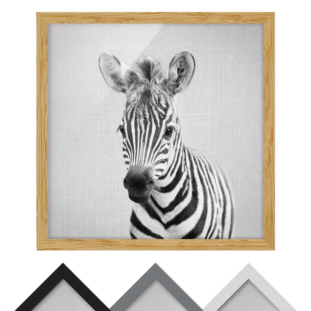 Tavlor svart och vitt Baby Zebra Zoey Black And White