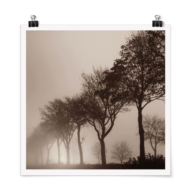 Posters landskap Tree Avanue In Morning Mist