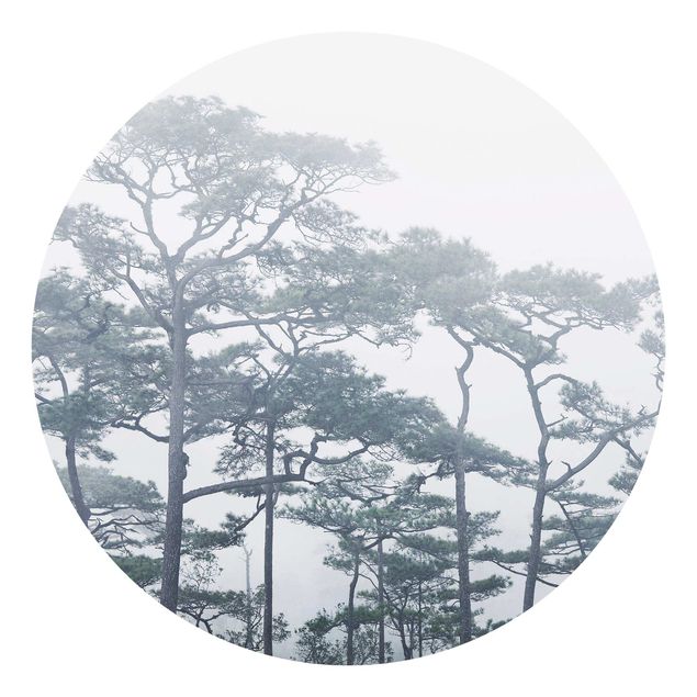 Fototapeter skogar Treetops In Fog