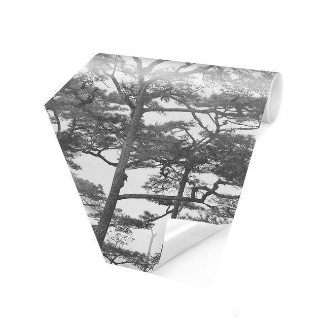 Tapeter Treetops In Fog Black And White