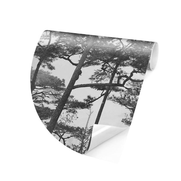 Fototapeter svart och vitt Treetops In Fog Black And White