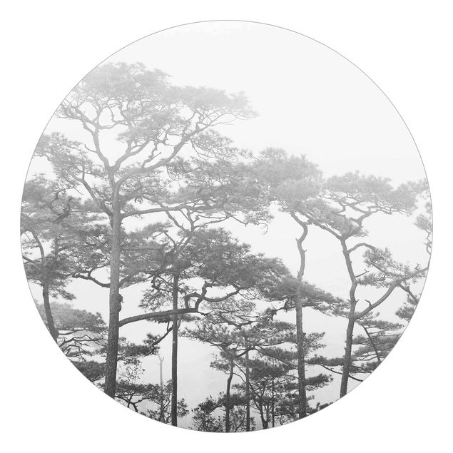 Fototapeter landskap Treetops In Fog Black And White